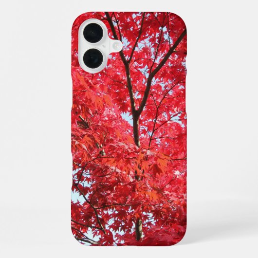鮮やかな赤いハウチワカエデの木 iPhoneケース (裏面)