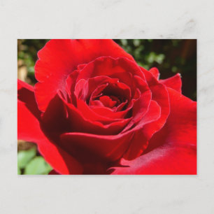 鮮やかな赤いバラの花の美しい花 ポストカード