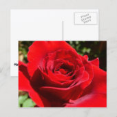 鮮やかな赤いバラの花の美しい花 ポストカード (正面/裏面)