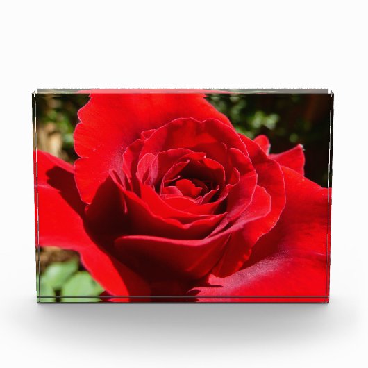 鮮やかな赤いバラの花 美しい花 フォトブロック (正面)
