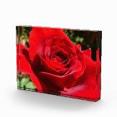 鮮やかな赤いバラの花 美しい花 フォトブロック (右)