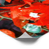 鮮やかな赤いブーゲンビリアの花 ポスター (角)