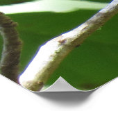 鮮やかな赤いルビースロートハミングバード ポスター (角)