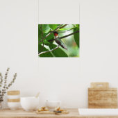 鮮やかな赤いルビースロートハミングバード ポスター (キッチン)