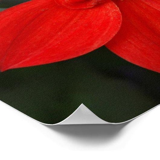 鮮やかな赤い花 ポスター (角)