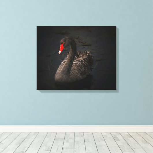 鮮やかな赤くのくちばしを持つ美しい黒い白鳥 キャンバスプリント (インサイチュ (ウッドフロア))