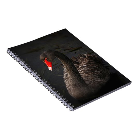 鮮やかな赤くのくちばしを持つ美しい黒い白鳥 ノートブック (右側)