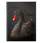 鮮やかな赤くのくちばしを持つ美しい黒い白鳥 ノートブック (正面)