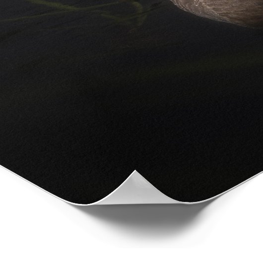 鮮やかな赤くのくちばしを持つ美しい黒い白鳥 ポスター (角)