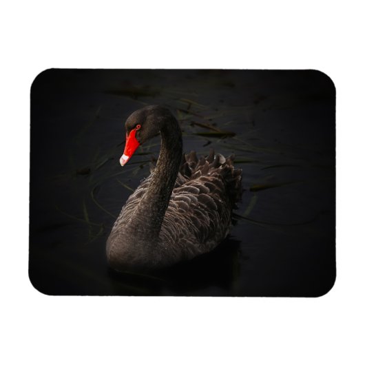 鮮やかな赤くのくちばしを持つ美しい黒い白鳥 マグネット (横)