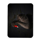 鮮やかな赤くのくちばしを持つ美しい黒い白鳥 マグネット (縦)