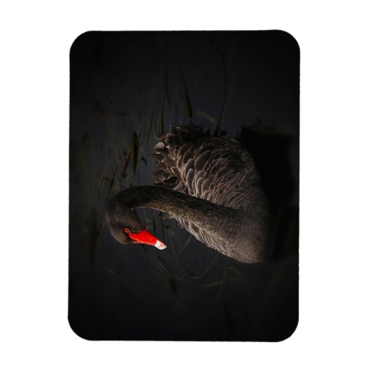 鮮やかな赤くのくちばしを持つ美しい黒い白鳥 マグネット (縦)