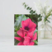 鮮やかな赤の日々草の花のクローズアップ ポストカード (スタンド正面)