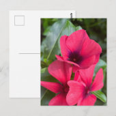 鮮やかな赤の日々草の花のクローズアップ ポストカード (正面/裏面)