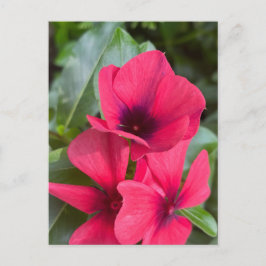 鮮やかな赤の日々草の花のクローズアップ ポストカード