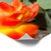 鮮やかな赤みがかったオレンジの生姜のチューリップ ポスター (角)