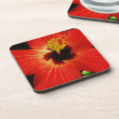 鮮やかな赤オレンジ色のハイビスカスフラワー コースター (左側)