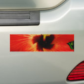 鮮やかな赤オレンジ色のハイビスカスフラワー バンパーステッカー (車上)