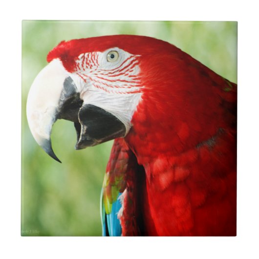 鮮やかな赤 タイル (正面)