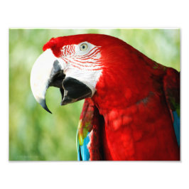 鮮やかな赤 フォトプリント           