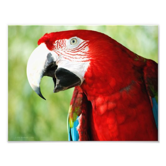 鮮やかな赤 フォトプリント            (正面)