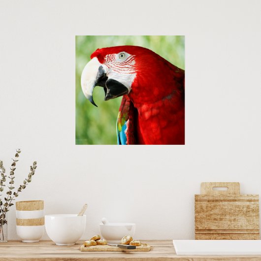 鮮やかな赤 ポスター (キッチン)