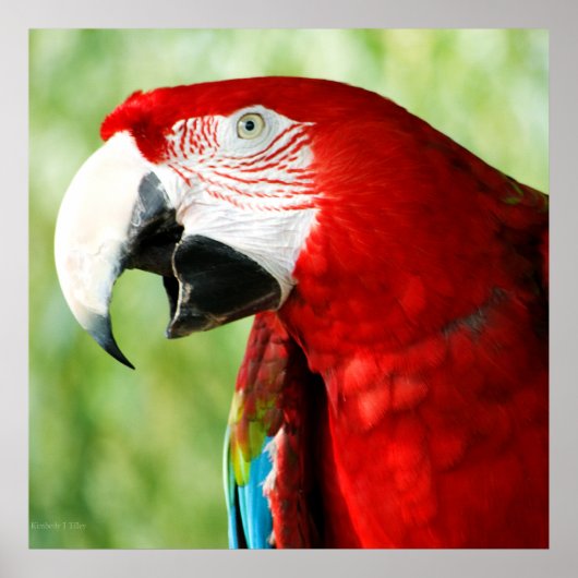 鮮やかな赤 ポスター (正面)