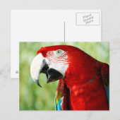 鮮やかな赤 ポストカード (正面/裏面)