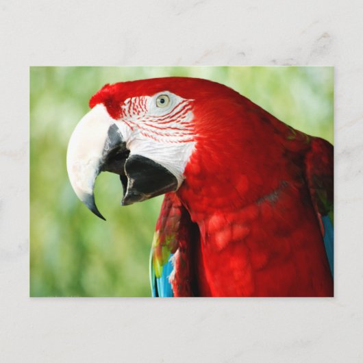 鮮やかな赤 ポストカード (正面)