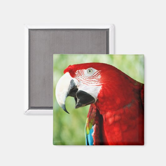 鮮やかな赤 マグネット (正面/裏面)