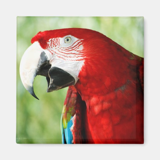 鮮やかな赤 マグネット (正面)