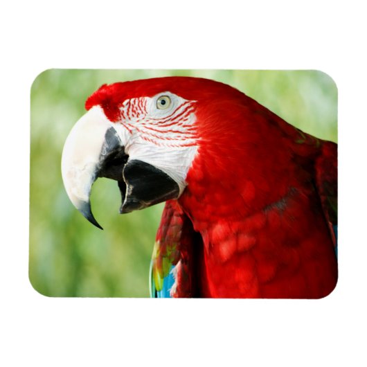 鮮やかな赤 マグネット (横)