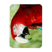 鮮やかな赤 マグネット (縦)