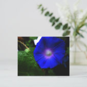 鮮やかな青い朝顔の写真 ポストカード (スタンド正面)