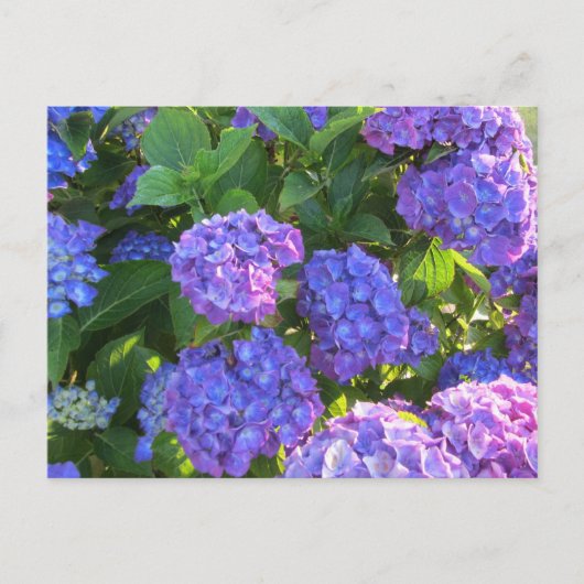 鮮やかな青と紫の紫陽花 ポストカード (正面)