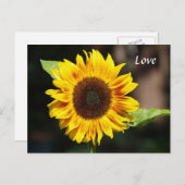 鮮やかな黄色のひまわり ポストカード (正面/裏面)