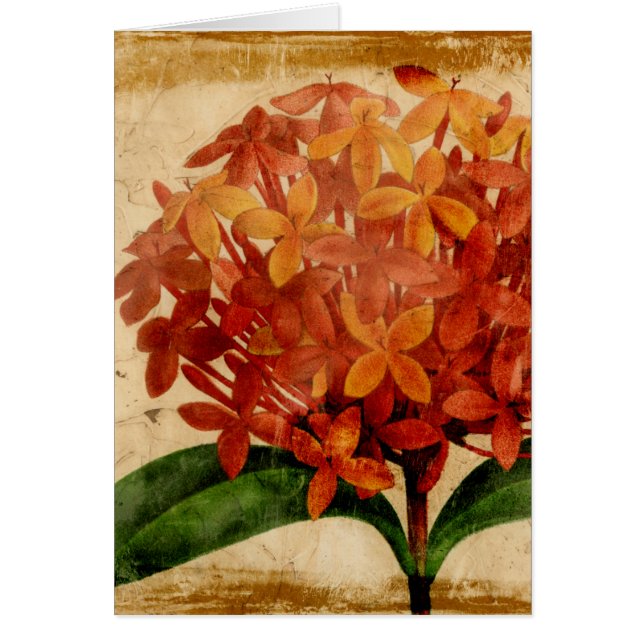 鮮やかフローラ (正面)