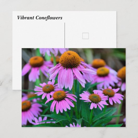 鮮やか下 ポストカード (正面/裏面)