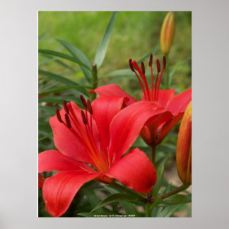 鮮やか美しい- by W. Michael Ley - ... ポスター