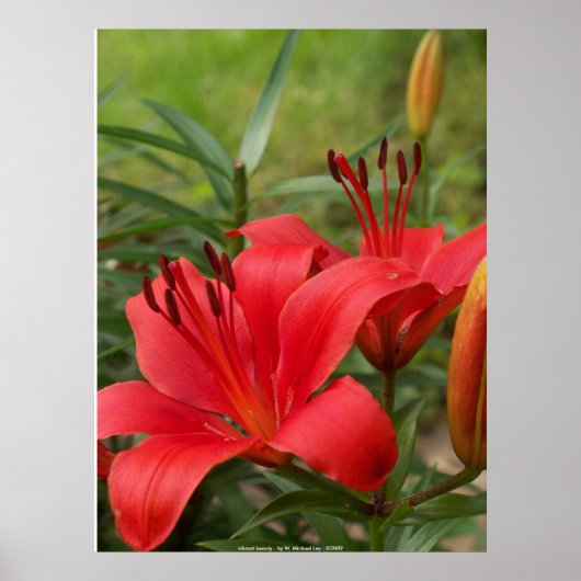 鮮やか美しい- by W. Michael Ley - ... ポスター (正面)