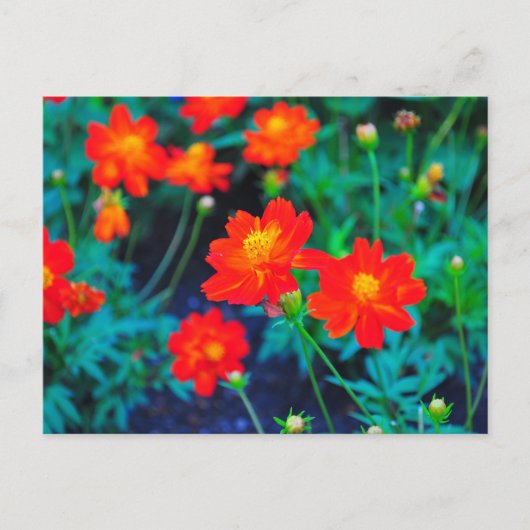 鮮やか花はがき ポストカード (正面)