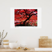 鮮やか葉Photo of the Year Finalist ポスター (キッチン)