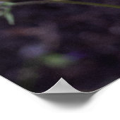 鮮やか陽光：オレンジ色のヒマワリ写真 ポスター (角)