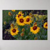 鮮やか陽光：オレンジ色のヒマワリ写真 ポスター (正面)
