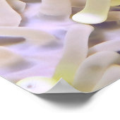 鮮やか魚 ポスター (角)