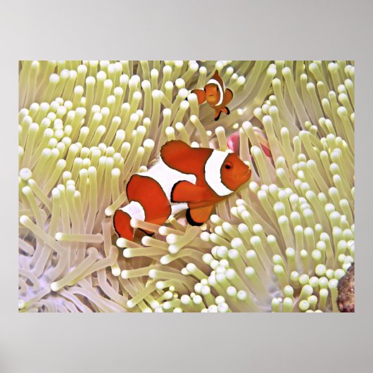 鮮やか魚 ポスター (正面)