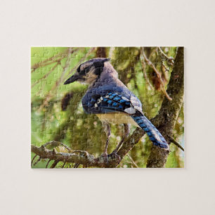 鮮やかBackyard Blue Jay - 8x10 - 110 pc. ジグソーパズル
