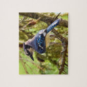 鮮やかBackyard Blue Jay - 8x10 - 110 pc. ジグソーパズル (縦)