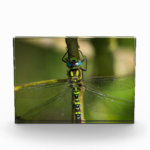 鮮やかHawker Dragonfly Close Up - Wildlife Photo フォトブロック