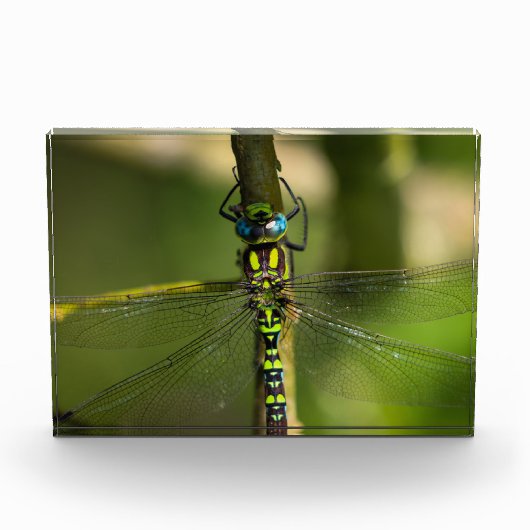 鮮やかHawker Dragonfly Close Up - Wildlife Photo フォトブロック (正面)